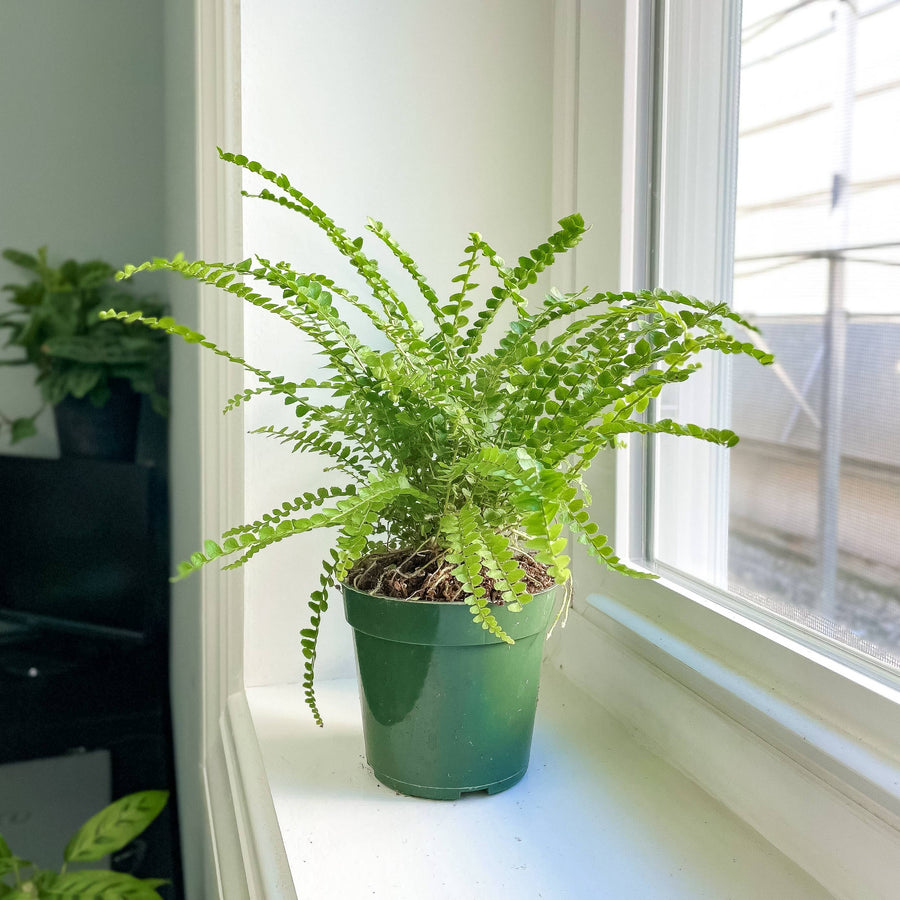 Live Plant | Lemon Button Fern - 4" Pot