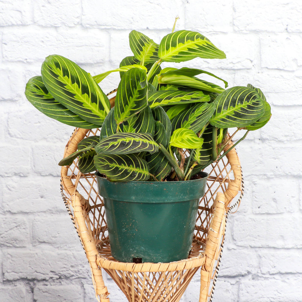 Live Plant Lemon Lime Prayer Plant -  4" Pot