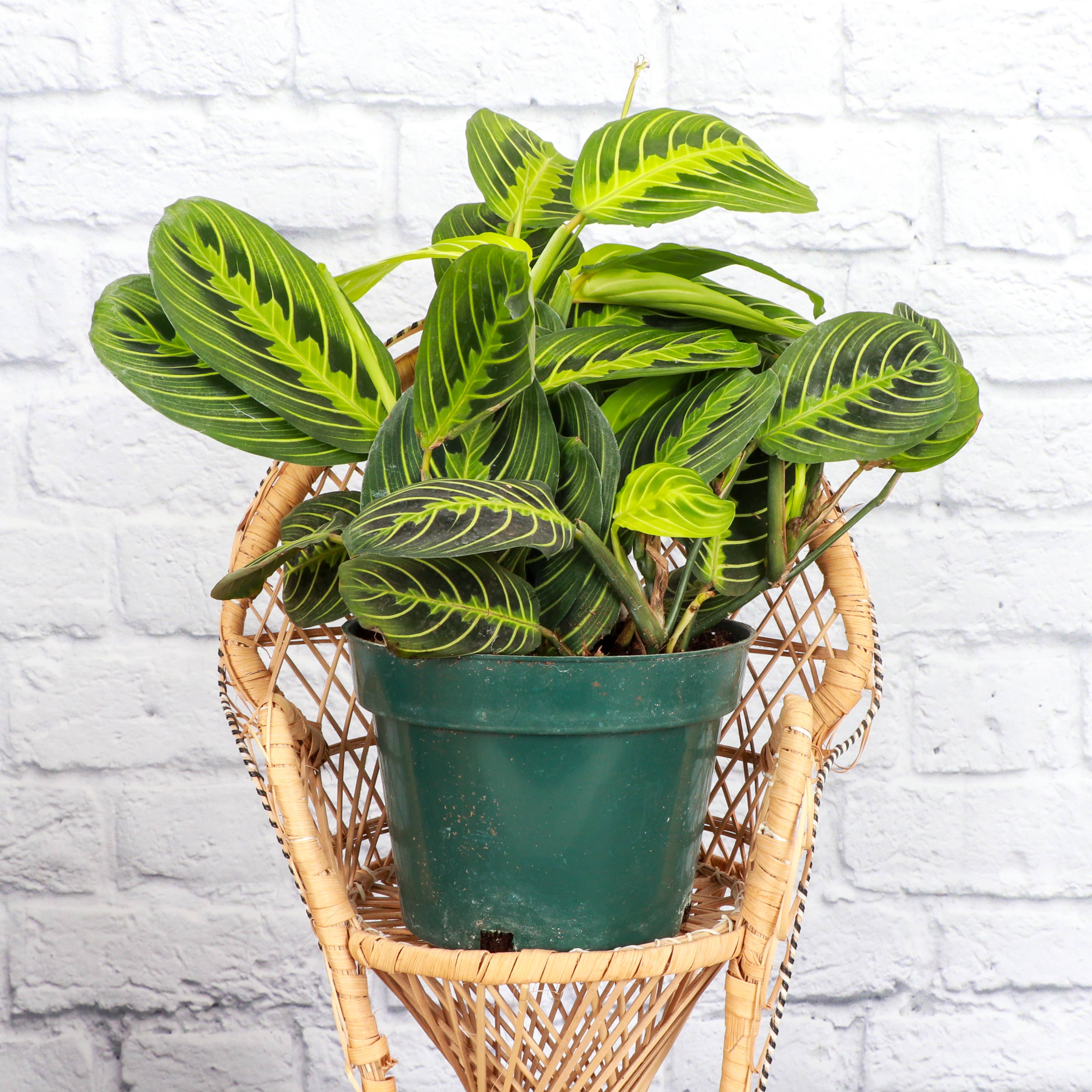Live Plant Lemon Lime Prayer Plant -  4" Pot