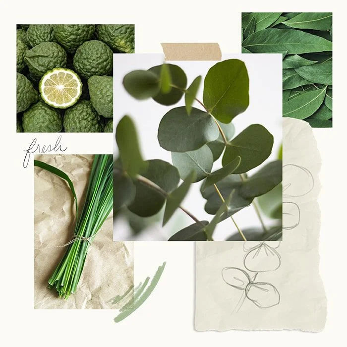 Botanical Blends Dishwashing Liquids