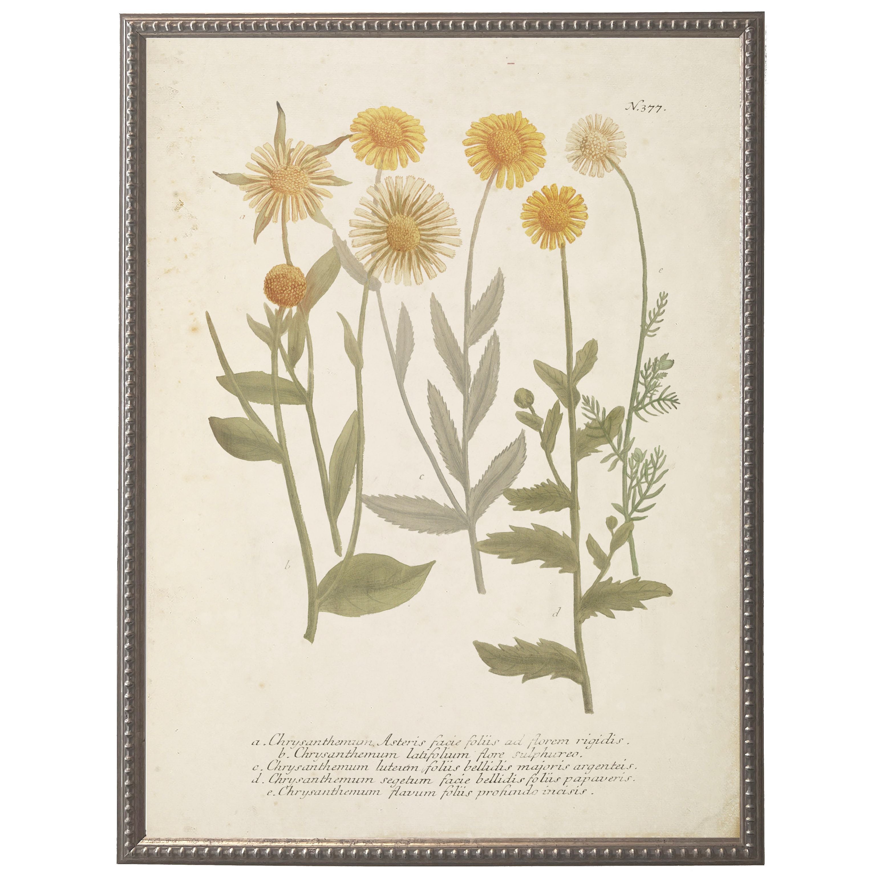 Vintage Flower Bookplate | 16" x 20"