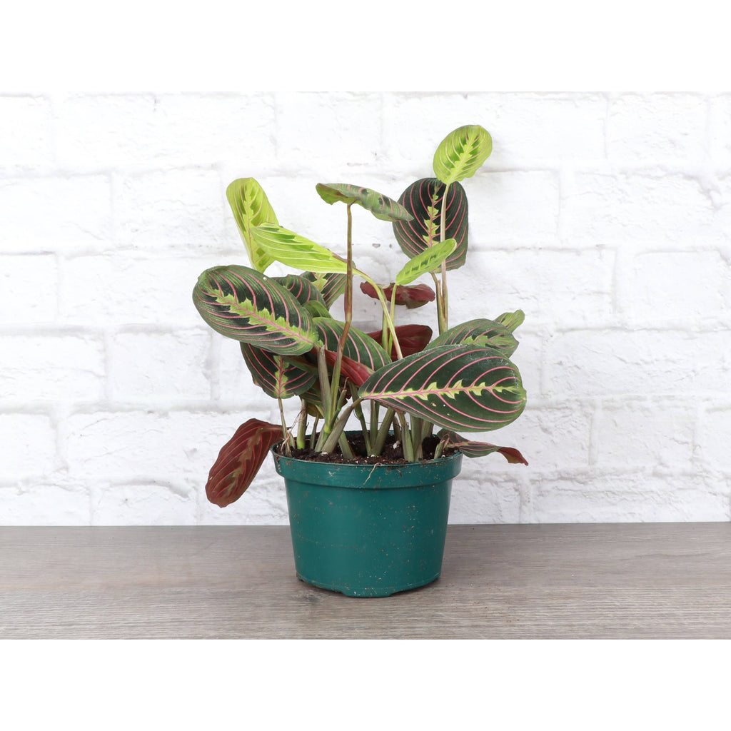 Live Plant | Red Prayer Plant -  4" Pot