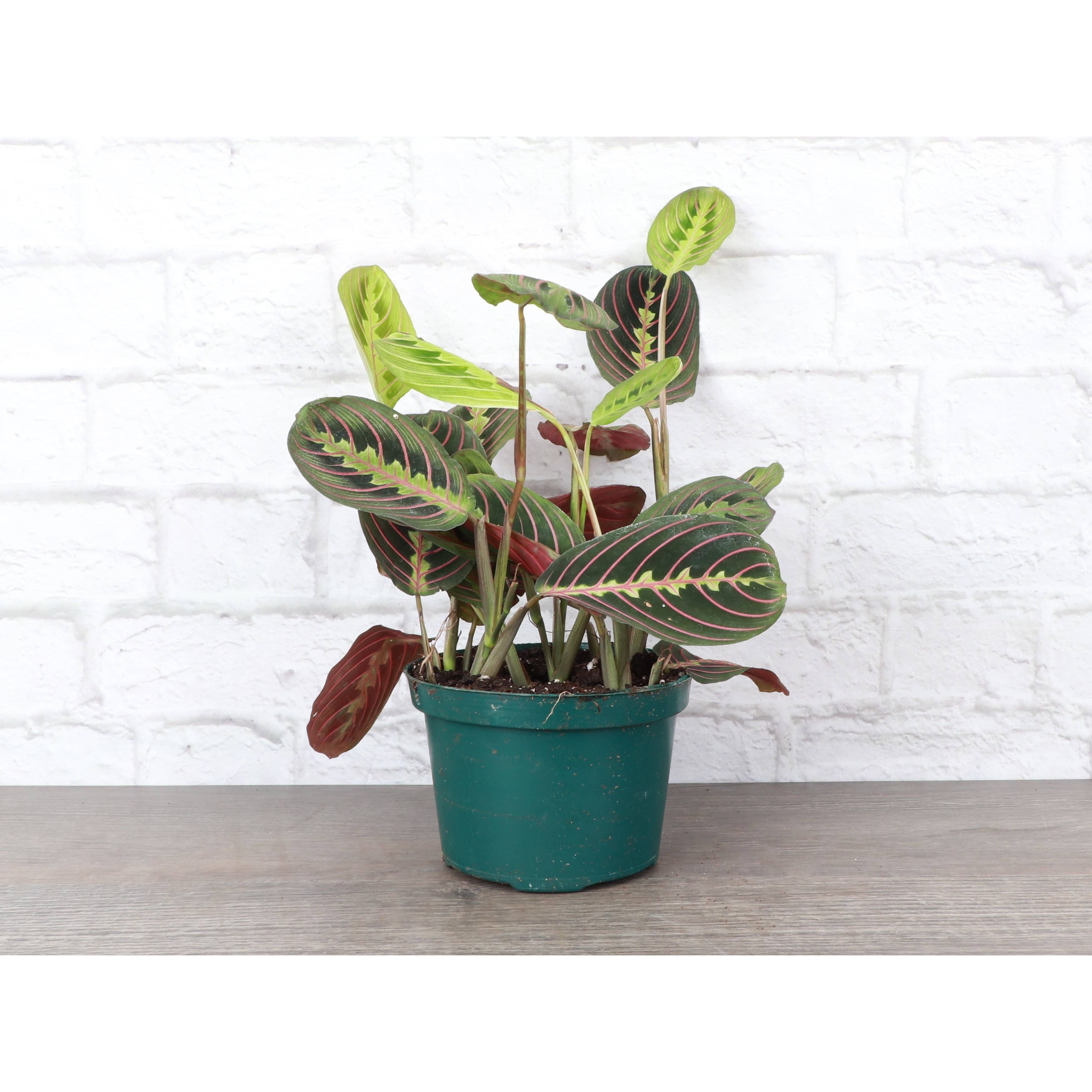 Live Plant | Red Prayer Plant -  4" Pot