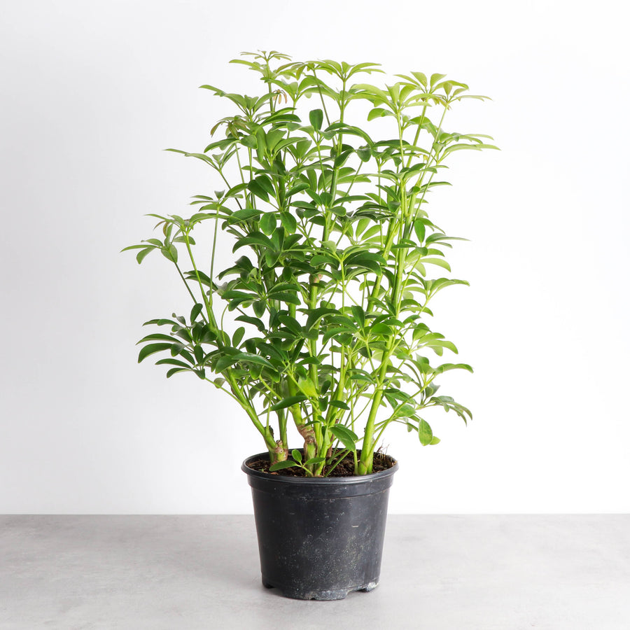 Live Plant | Umbrella Tree -  3" Pot