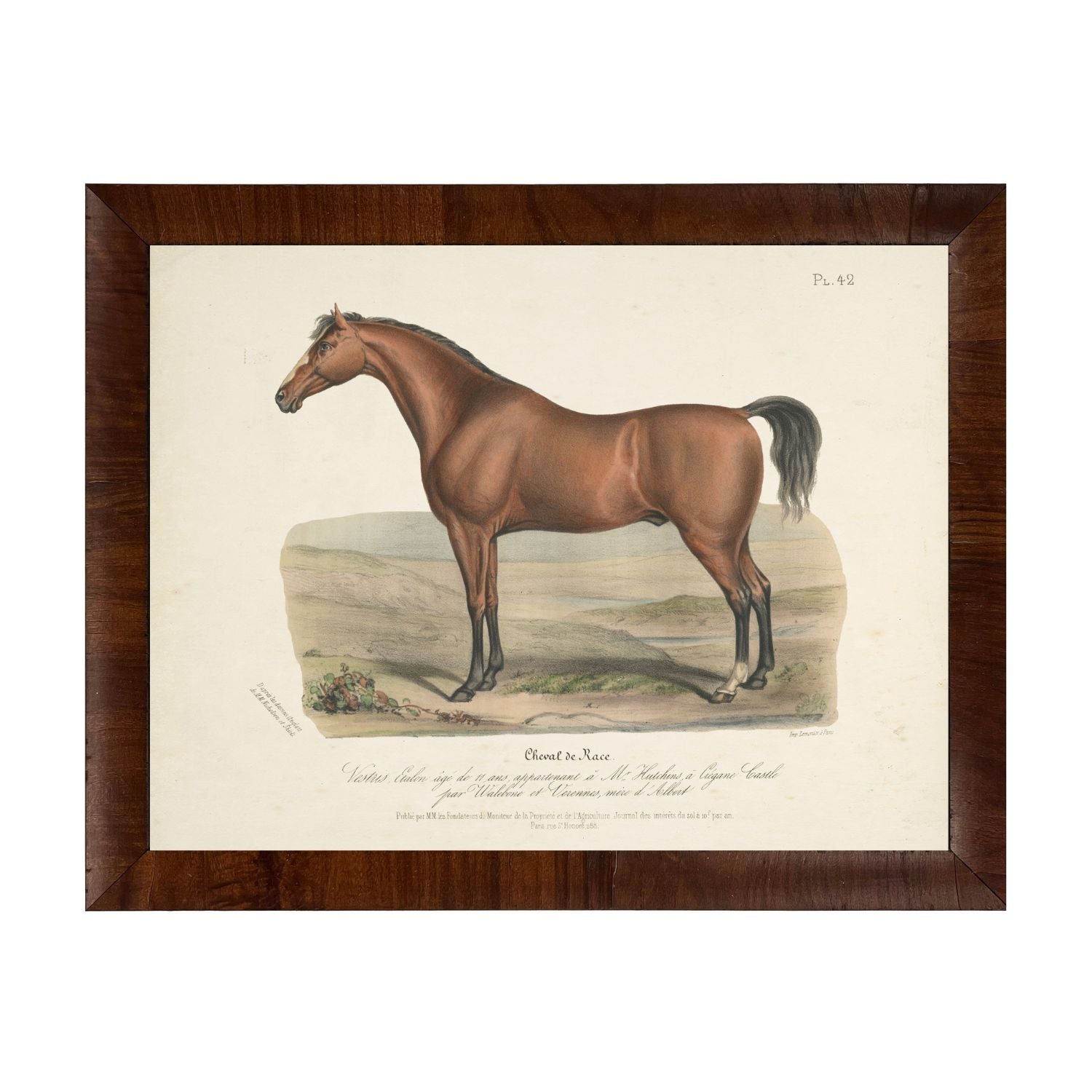 Vintage Horse Bookplate
