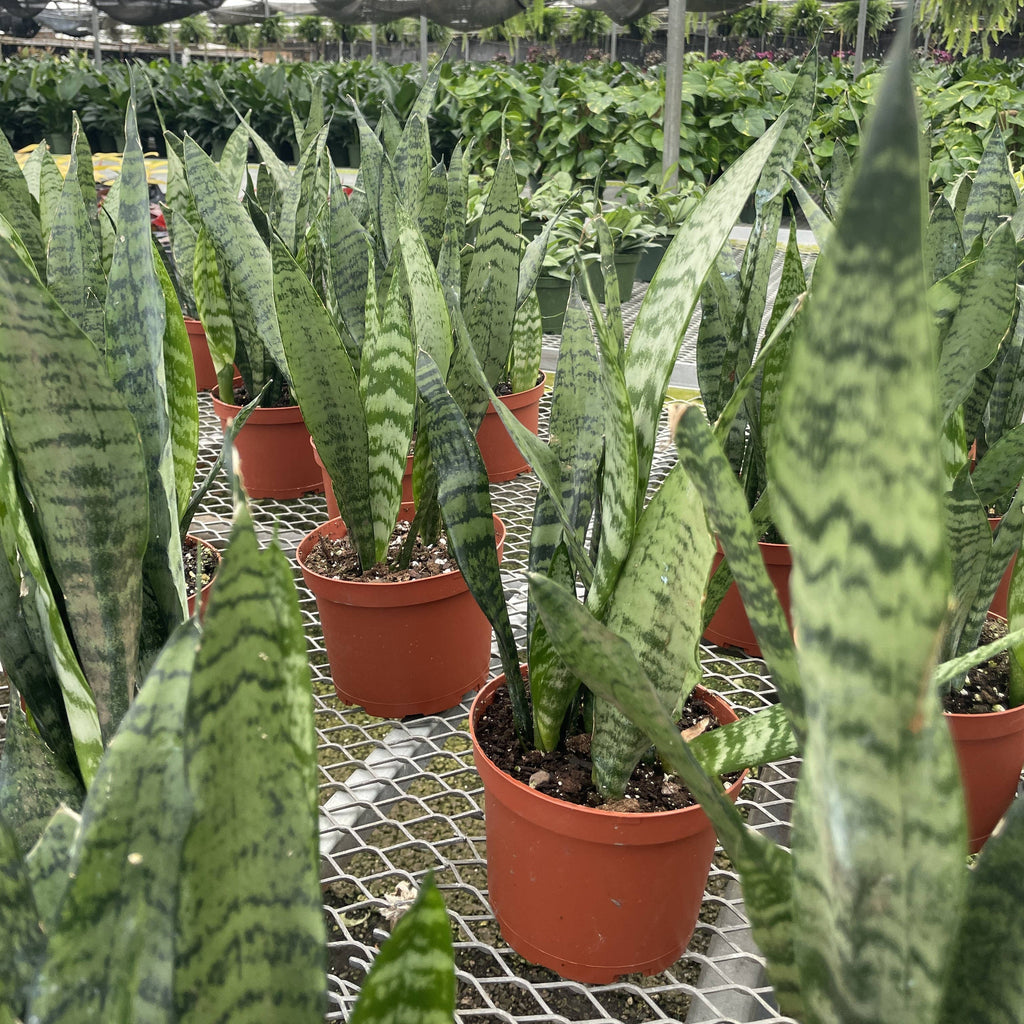 Live Plant | Snake Plant 'Zeylancia - 3" Pot