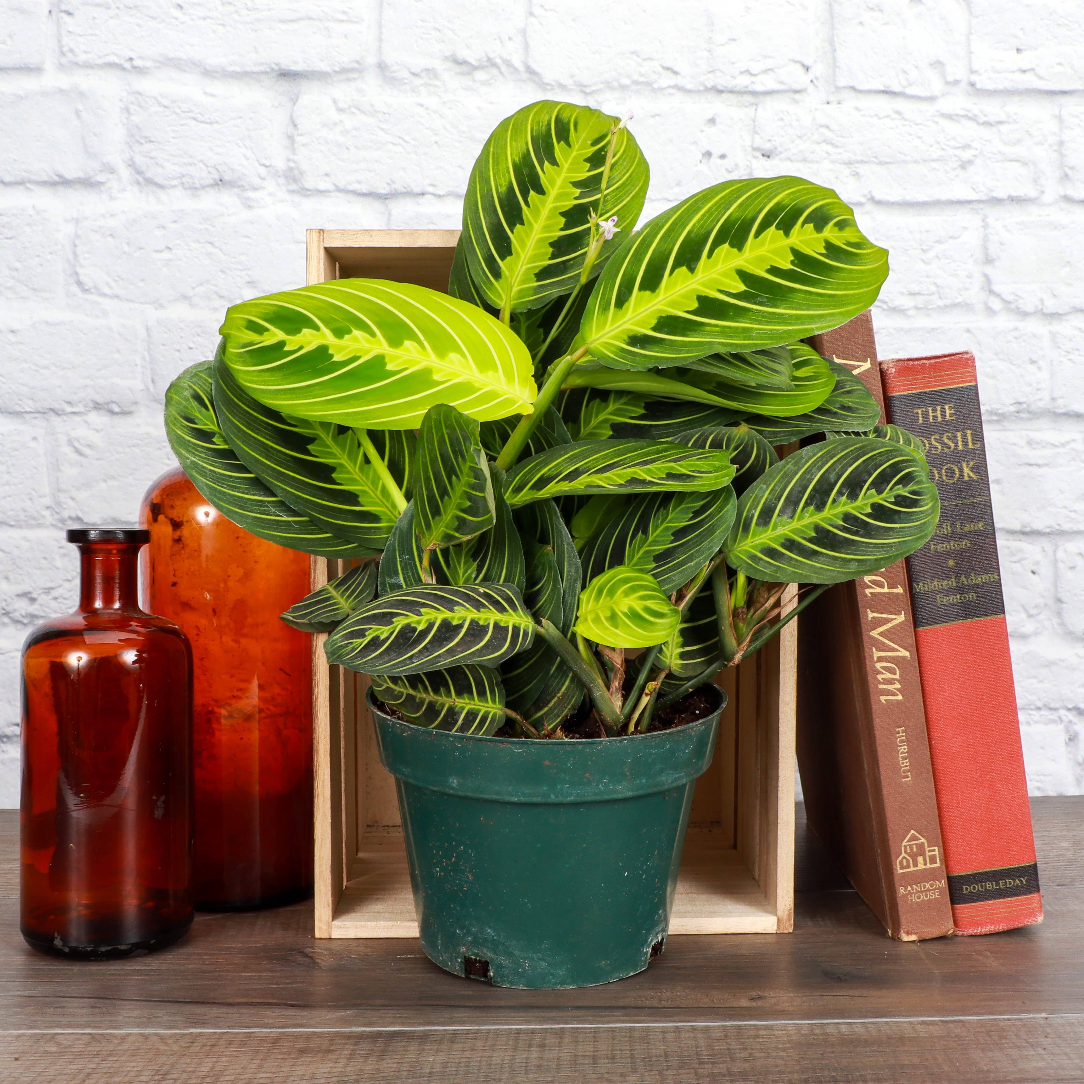 Live Plant Lemon Lime Prayer Plant -  4" Pot