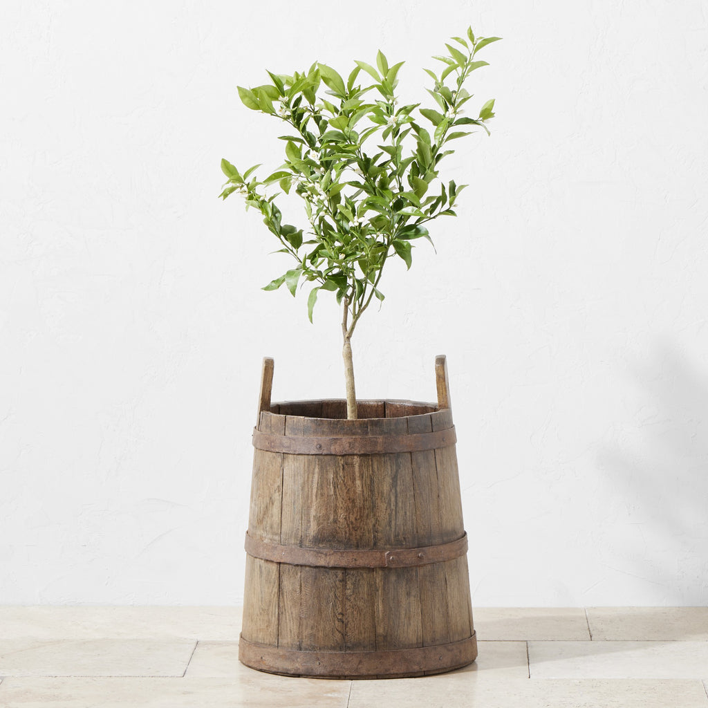 Found Wine Barrel | Medium