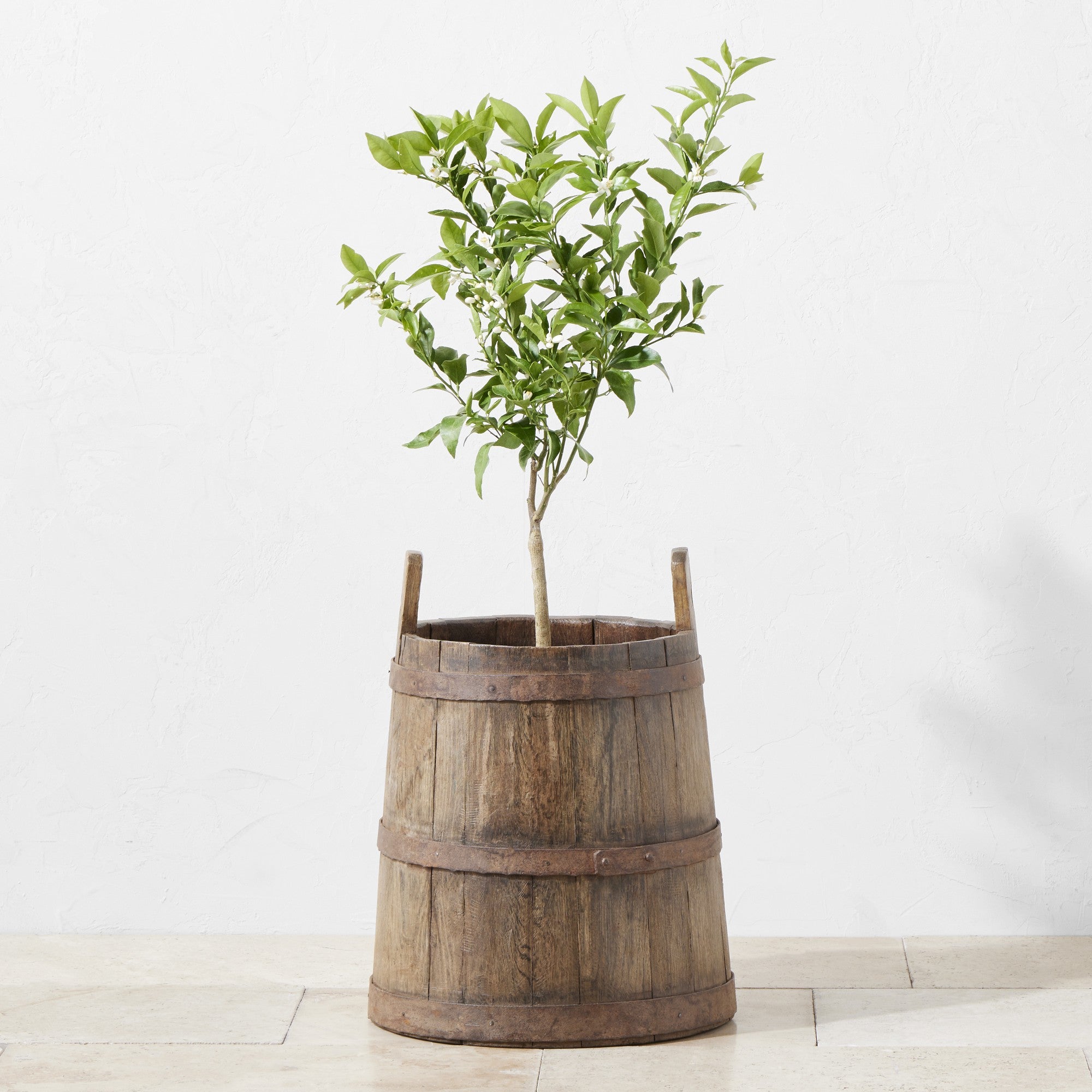 Found Wine Barrel | Medium