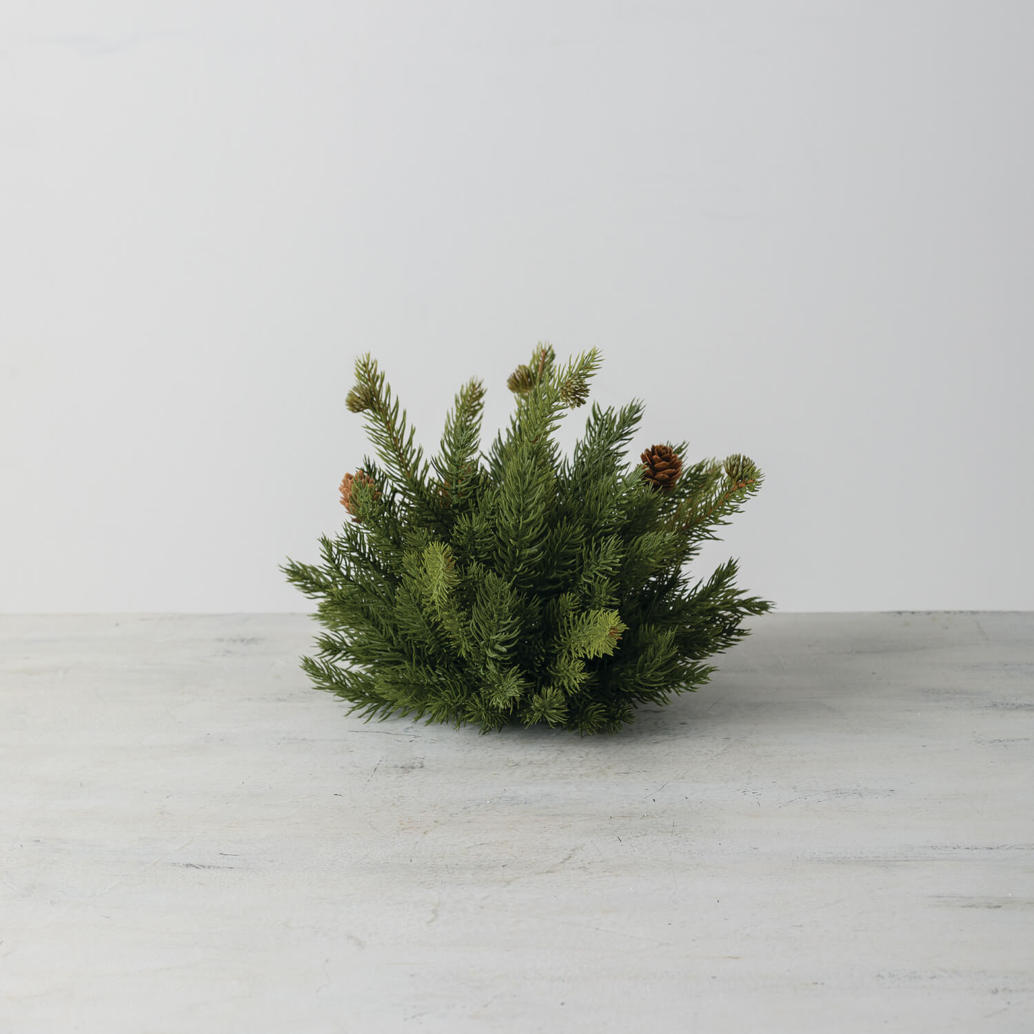 White Spruce 1/2 Orb