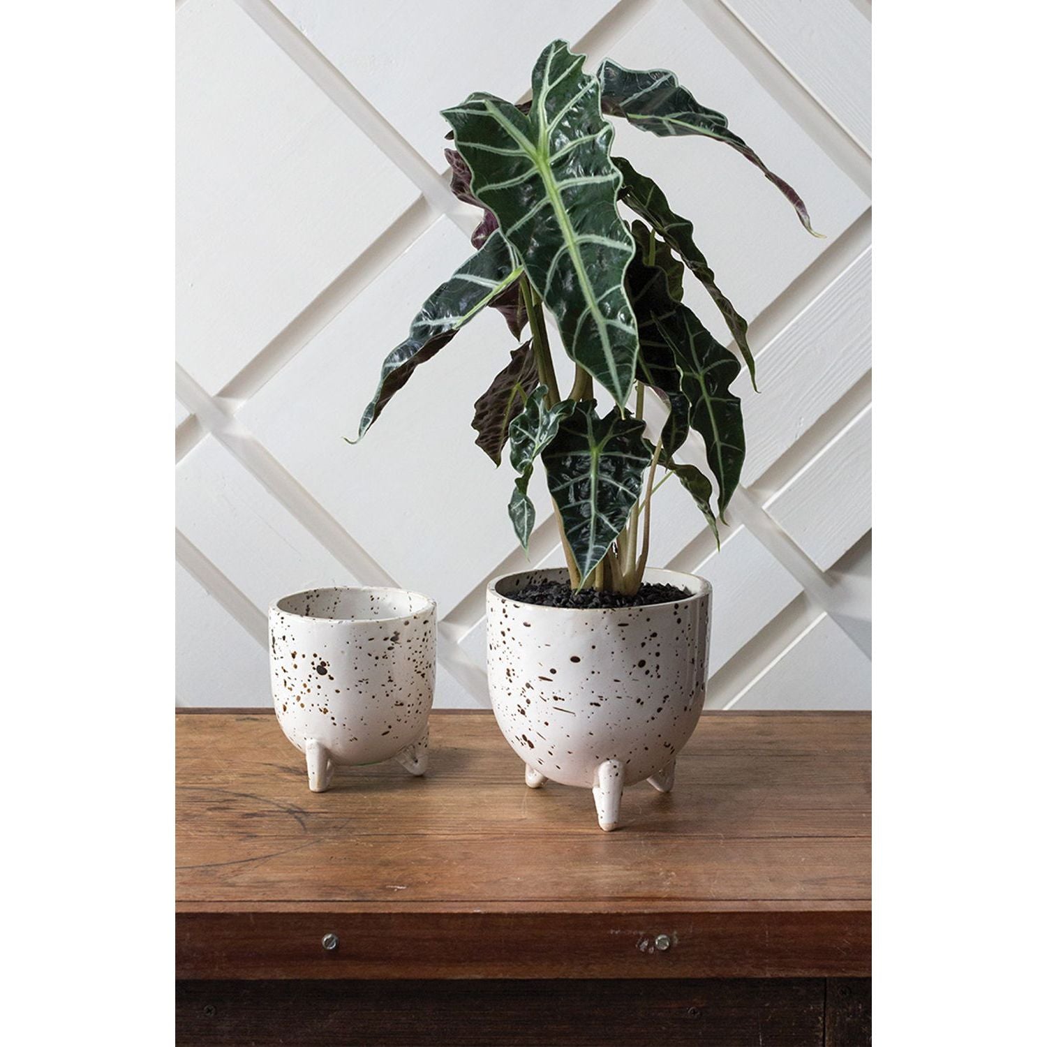 Reid Pot