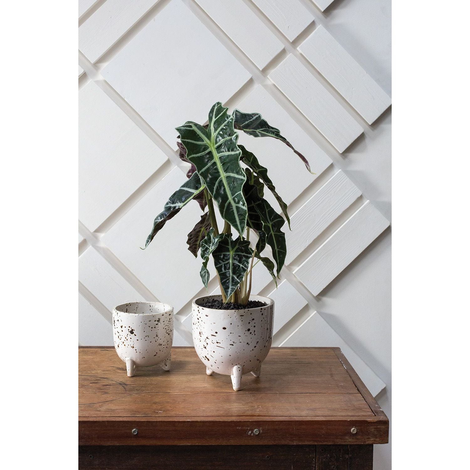 Reid Pot