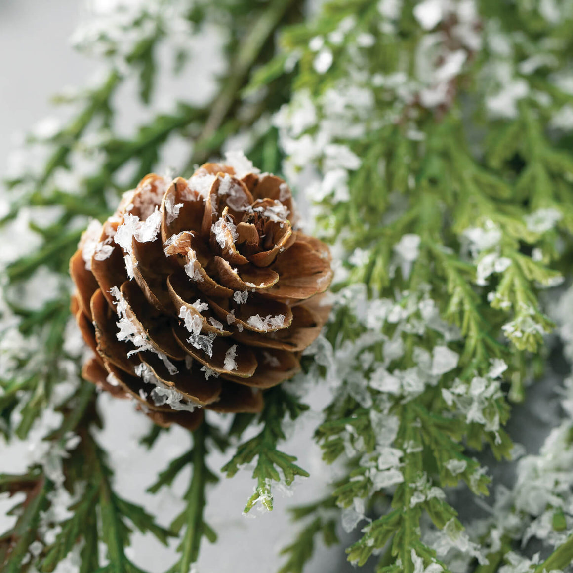 Lightly Frosted Pinecone Spray