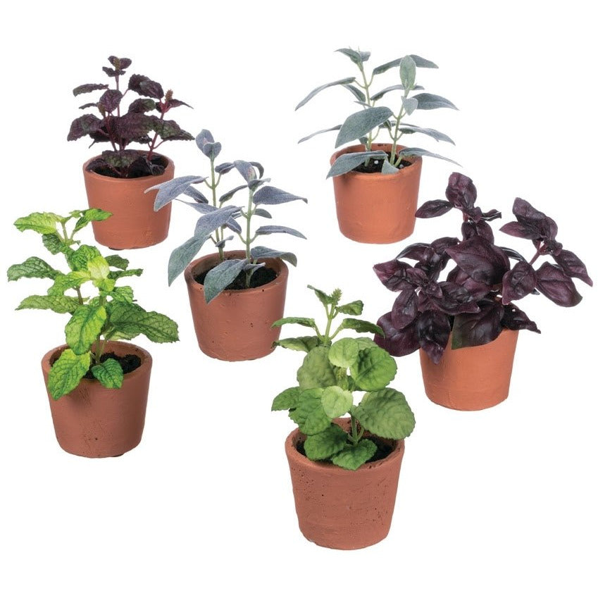 Herb Potted Plant