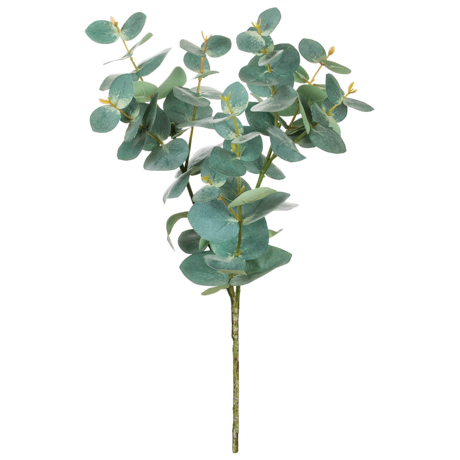 Eucalyptus Spray