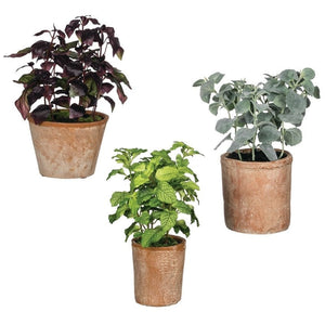 Herbs in Terracotta Pot