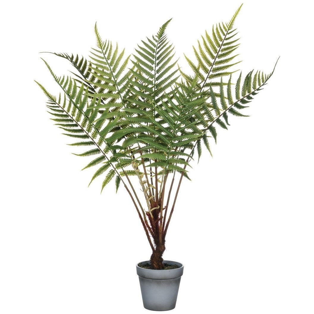 Fern Potted Plant