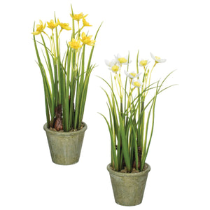 Daffodils in Paper Pot