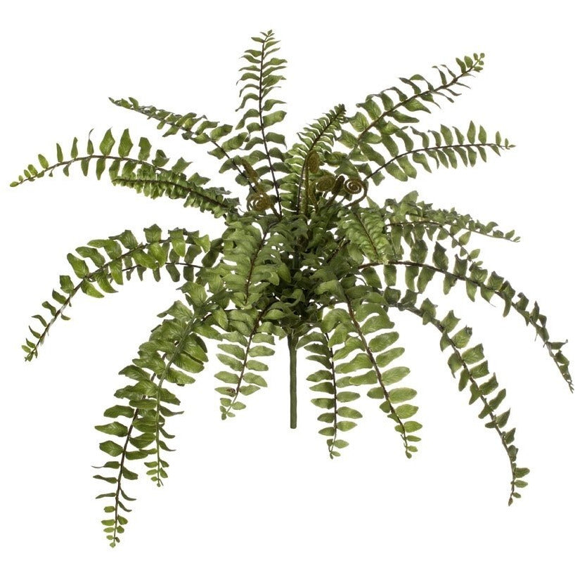 Boston Fern Bush