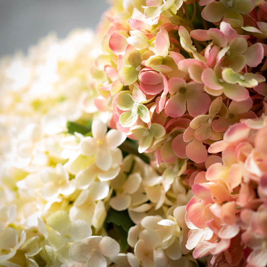 Soft Blush Hydrangea Bush