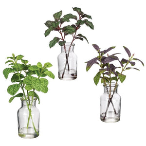Herbs Potted Plants