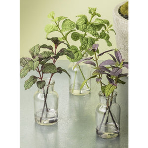 Herbs Potted Plants