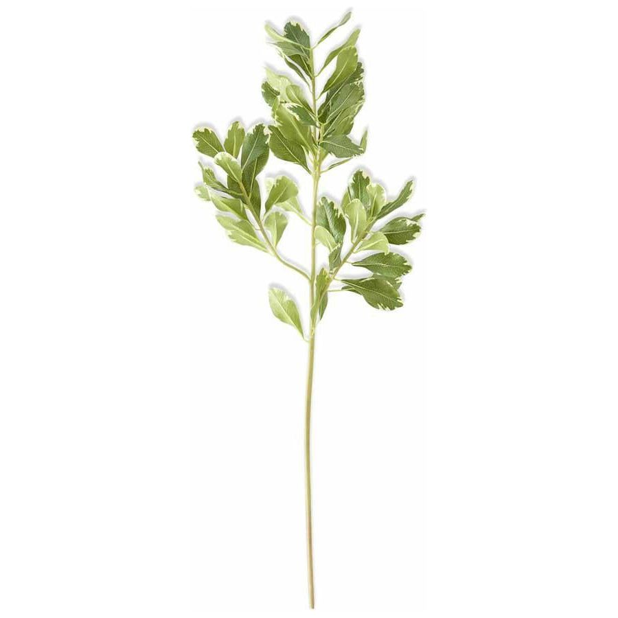 28" Pittosporum Leaf Stem