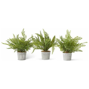 Assorted Ferns" In Metal Pot (3 Styles)