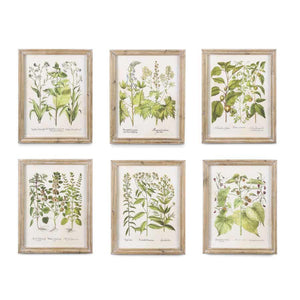 Botanical Prints in Natural Wood Frames