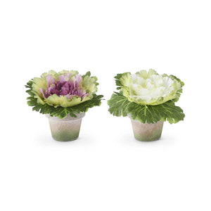 Cabbages in Pot