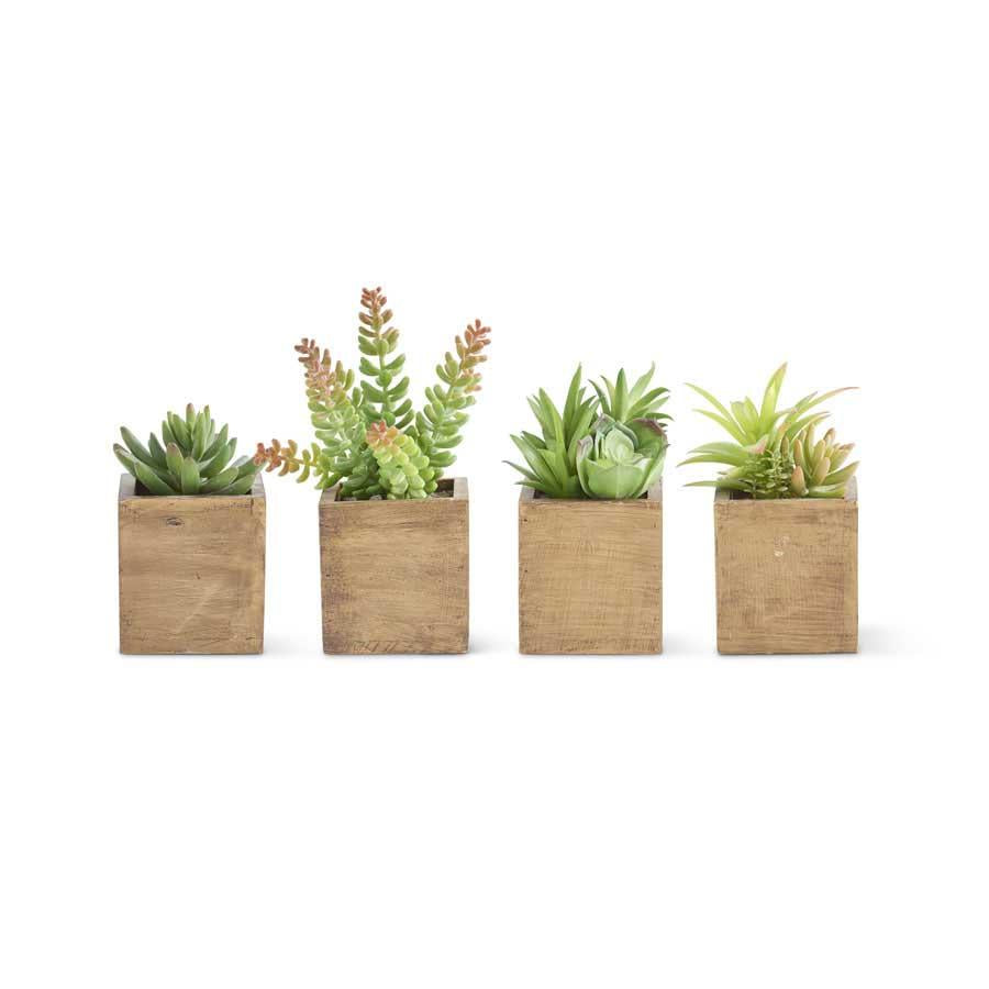Succulents in Square Wood Pot