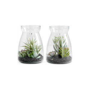 Assorted 6" Succulents in Glass Jars (2 Styles)