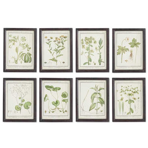 Leafy Botanical Prints in Black Wood Frames