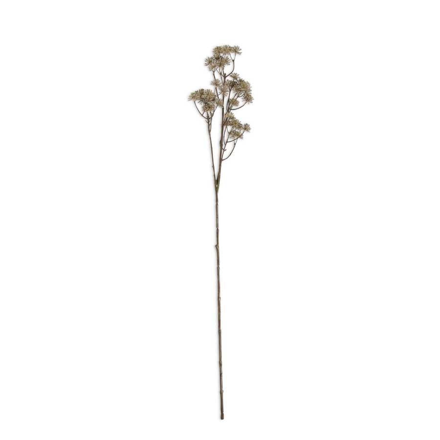 Natural Aralia Stem