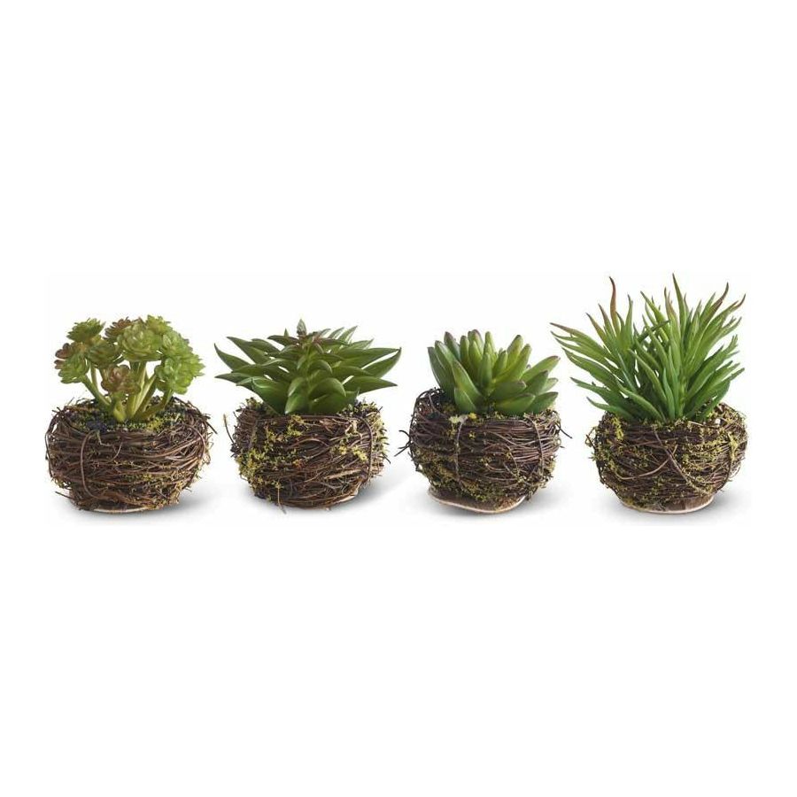 Assorted Small Succulents in Twig Pot (4 Styles)