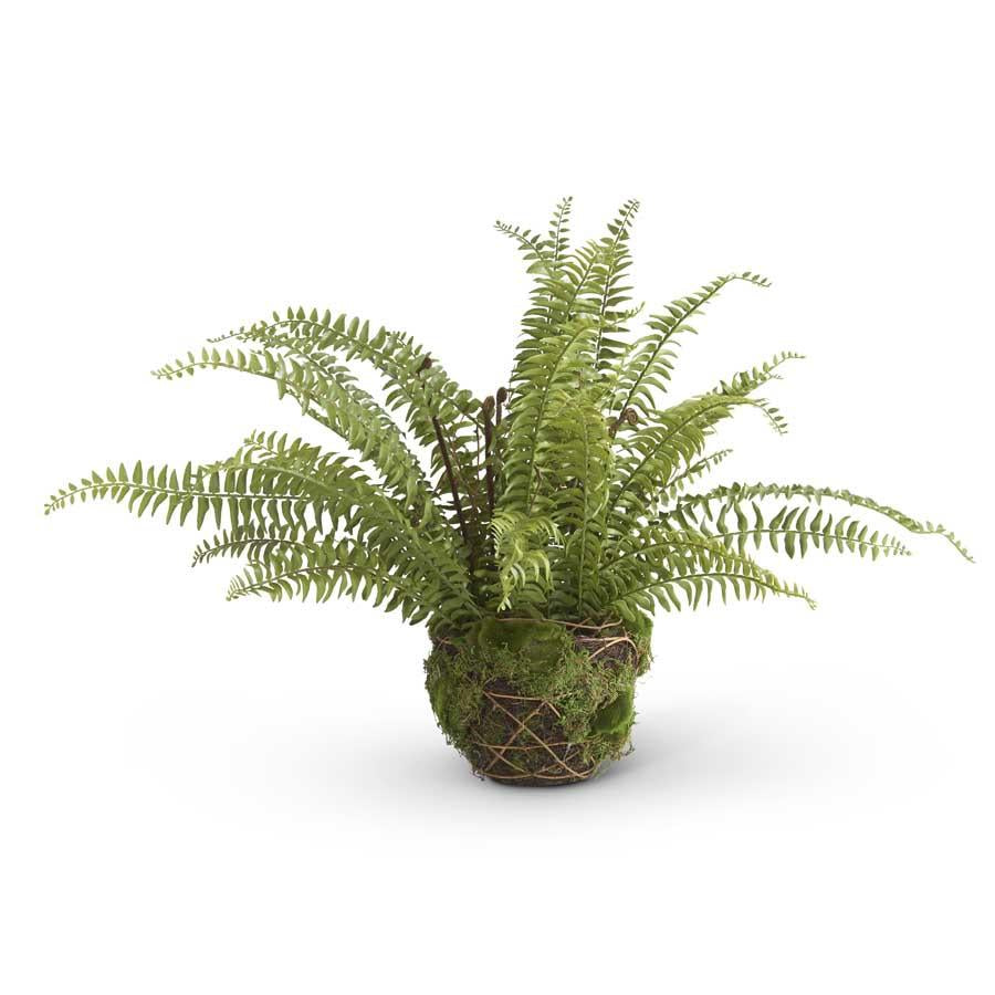 Boston Fern in Moss & Twig Basket