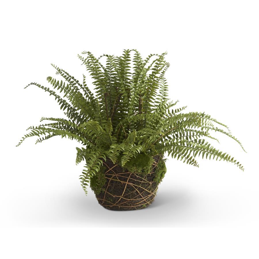 Boston Fern in Moss & Twig Basket