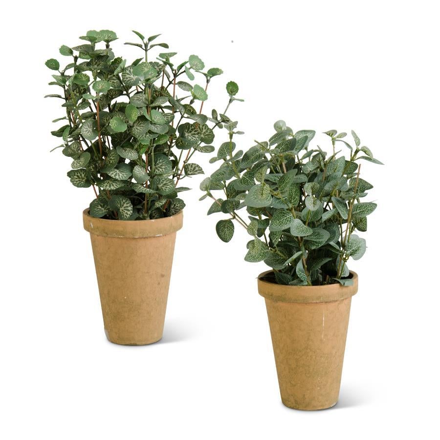 Herbs in Tall Pots