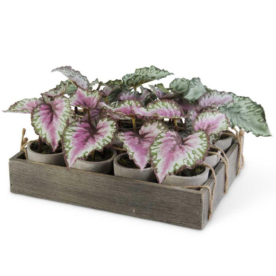Potted Leafy Begonia