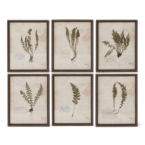 Fern Prints in Rusty Metal Frames
