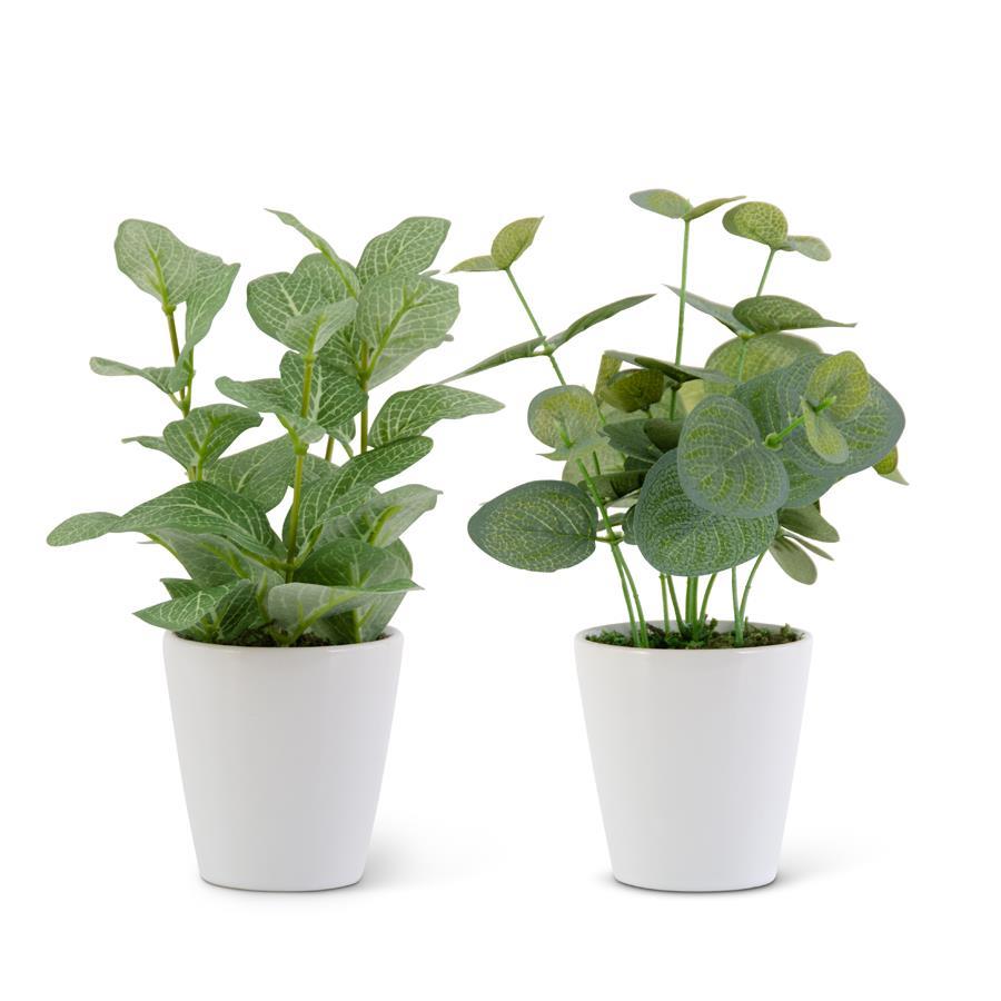 Potted Green Foliage