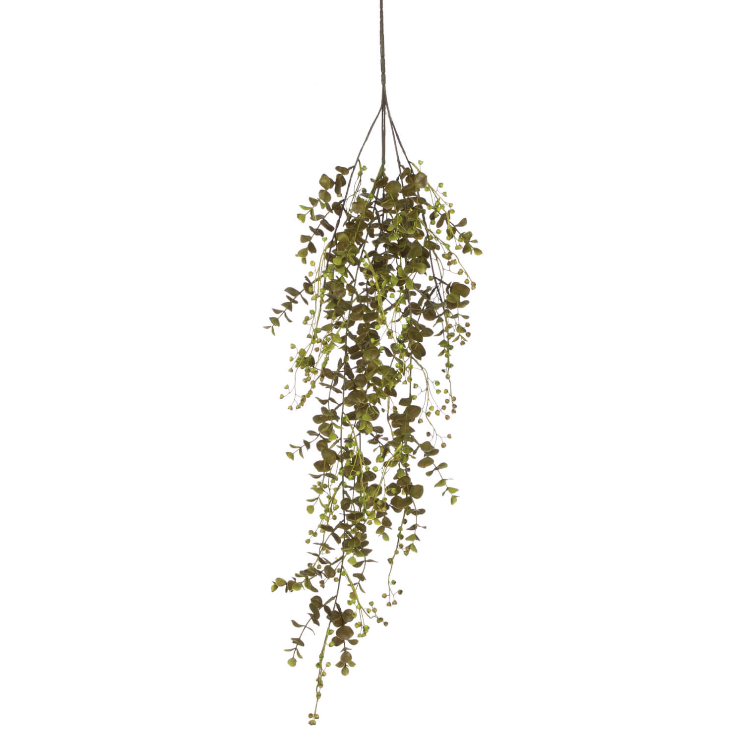 Eucalyptus Draping Vine