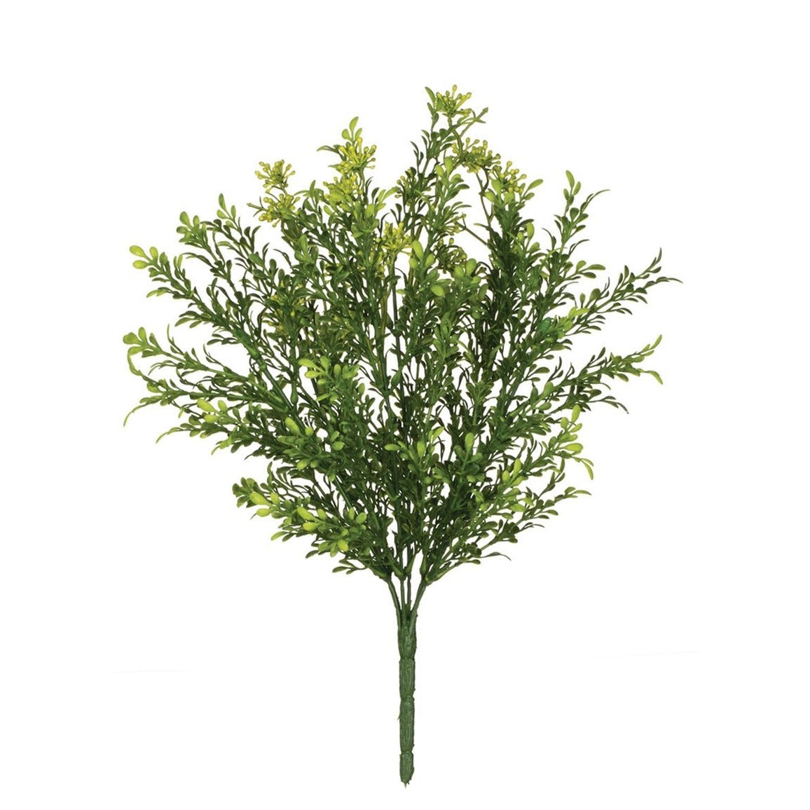 Tealeaf/Berry Plant