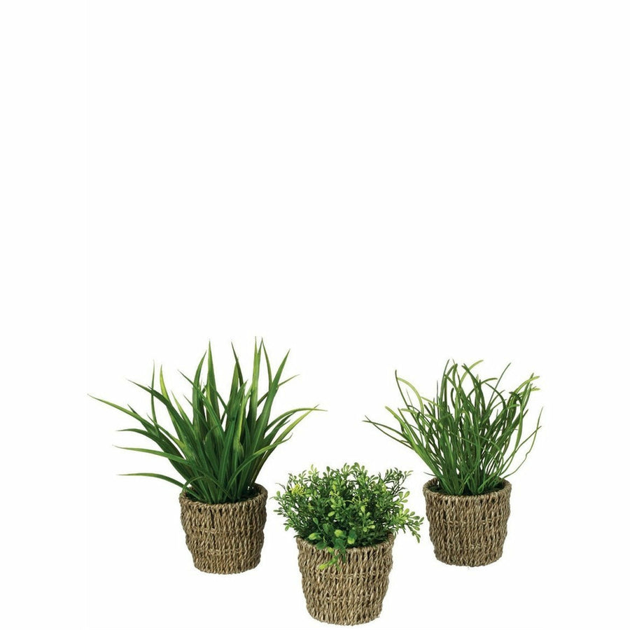 Foliage w/Basket Potted Plant