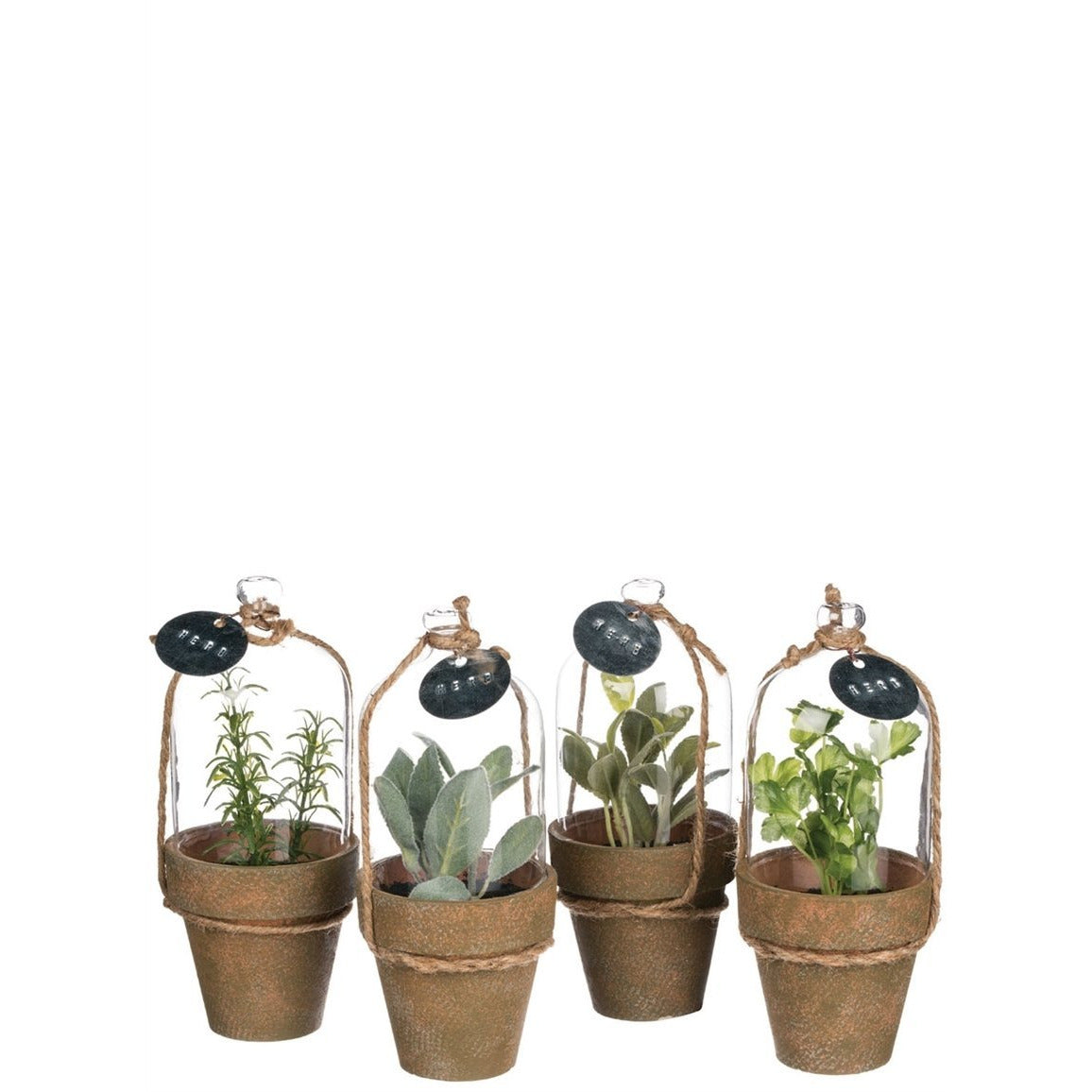 Herb in Cloche Potted Plant