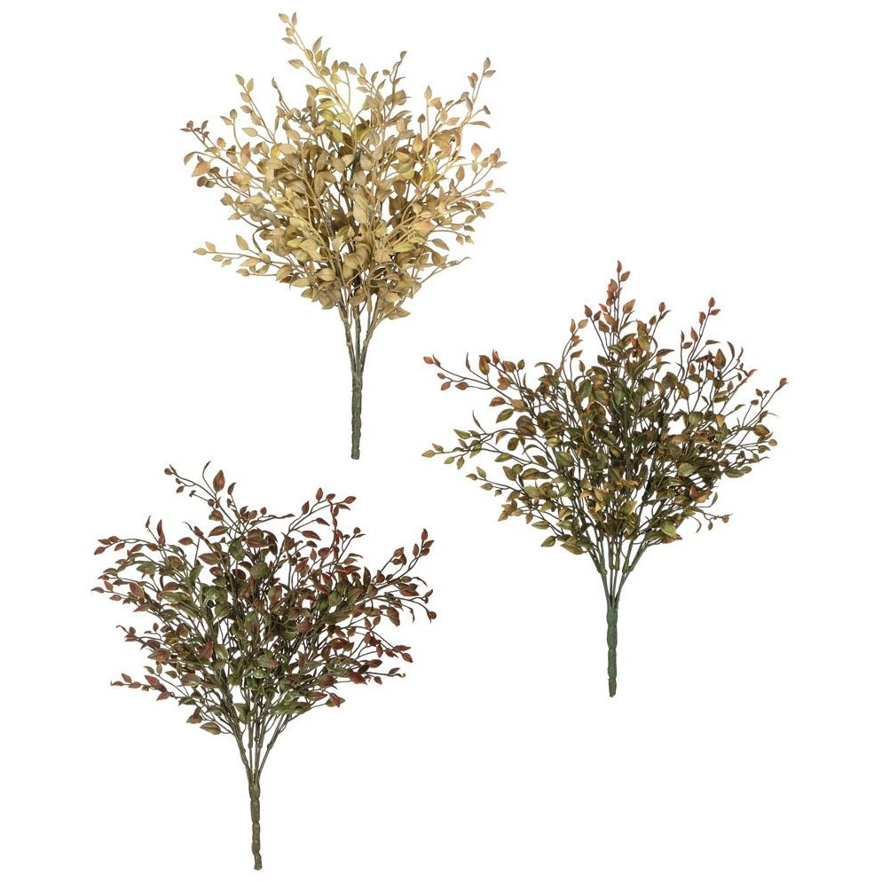 Bean Sprout Bush