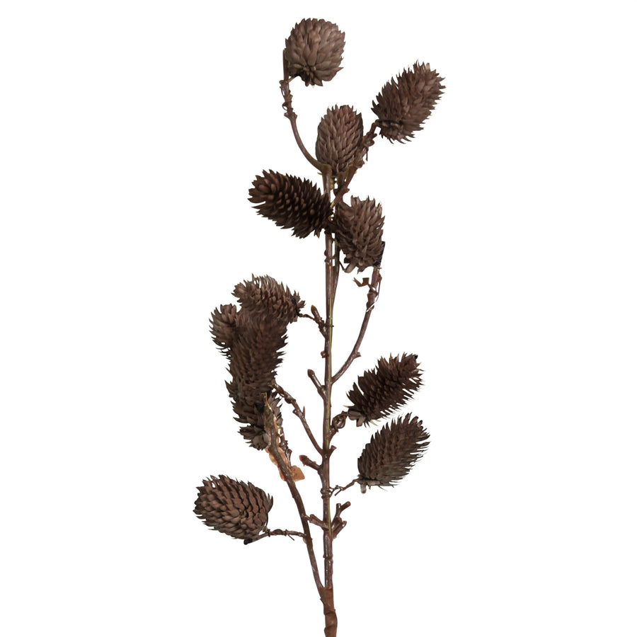 Botanical Stem | Brown or White Sage