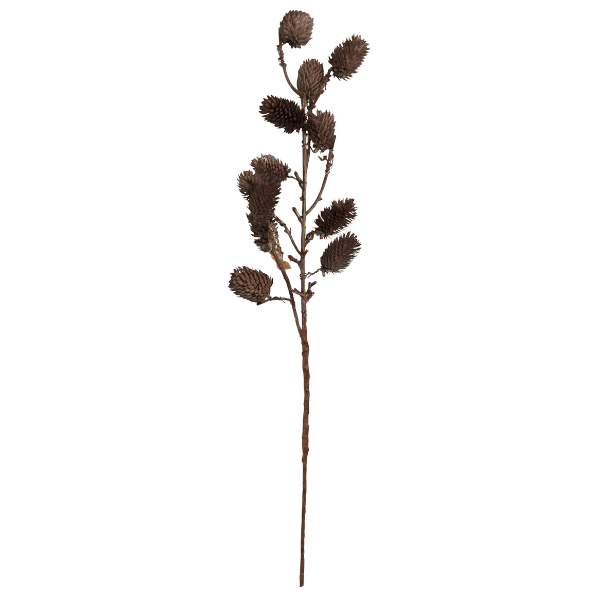 Botanical Stem | Brown or White Sage