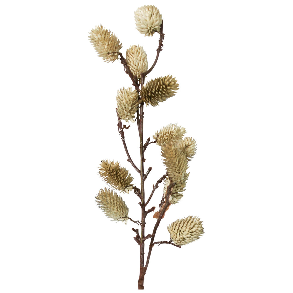 Botanical Stem | Brown or White Sage