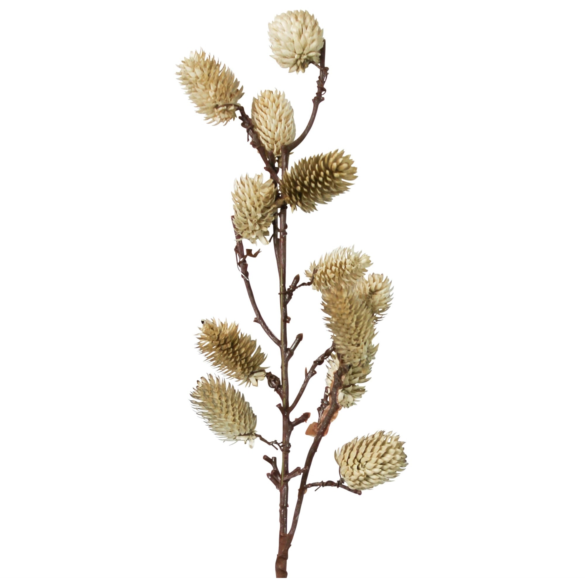 Botanical Stem | Brown or White Sage